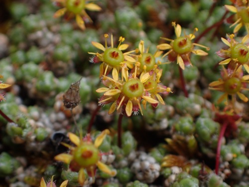 Image of Cushion Saxifrage (Saxifraga eschscholtzii) by (c) Donald Hampton, some rights reserved (CC BY-SA)