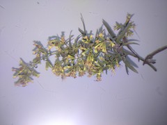 Ophryosporus peruvianus