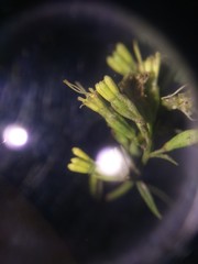 Ophryosporus peruvianus