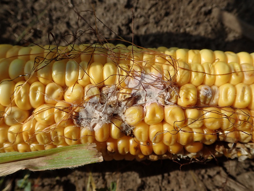 Podridão-branca-das-espigas