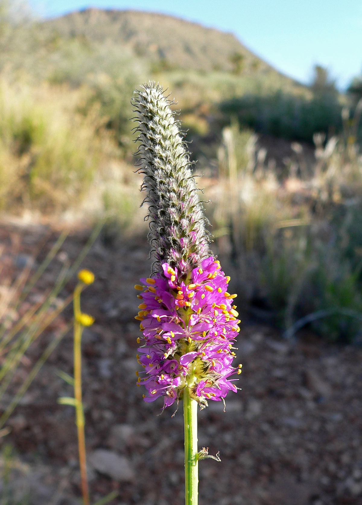 Dalea searlsiae