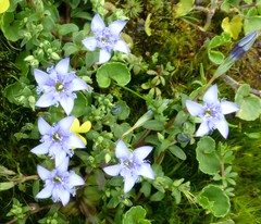 Gentiana recurvata