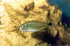 Peridot Tetra photo 1