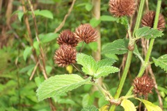 Hyptis capitata