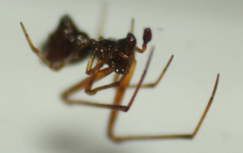 Faiditus maculosus
