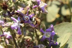 Xylocopa tabaniformis azteca