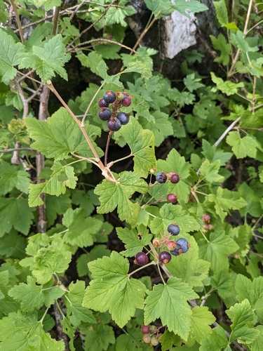 Image of Ribes wolfii by (c) Alina Martin, some rights reserved (CC BY)