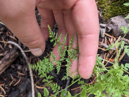 Image of Cystopteris reevesiana by (c) Alina Martin, some rights reserved (CC BY)