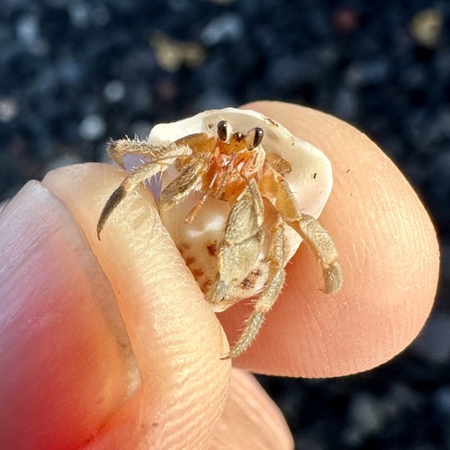 Tawny Hermit Crab, photo 4 of 8