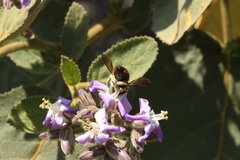 Xylocopa tabaniformis azteca