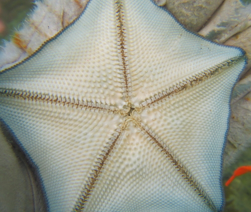 New Zealand Common Cushion Star, photo 6 of 9