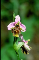 Ophrys heldreichii