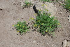 Cymopterus terebinthinus