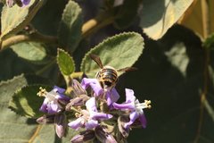 Xylocopa tabaniformis azteca