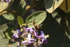 Xylocopa tabaniformis azteca