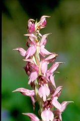 Anacamptis sancta