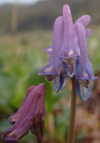 Image of Corydalis pauciflora by (c) Donald Hampton, some rights reserved (CC BY-SA)