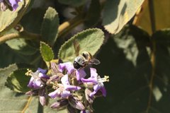 Xylocopa tabaniformis azteca