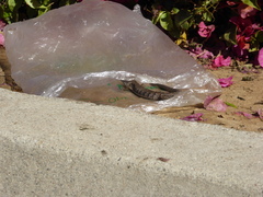 Elgaria multicarinata webbii