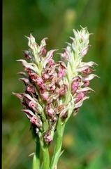 Anacamptis coriophora fragrans