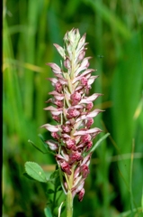 Anacamptis coriophora fragrans