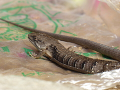 Elgaria multicarinata webbii