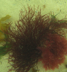 Vidalia colensoi