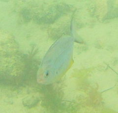 Scorpis violacea