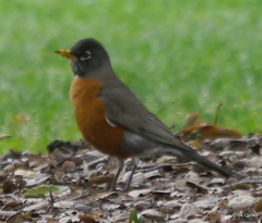 Turdus migratorius