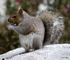 Sciurus carolinensis