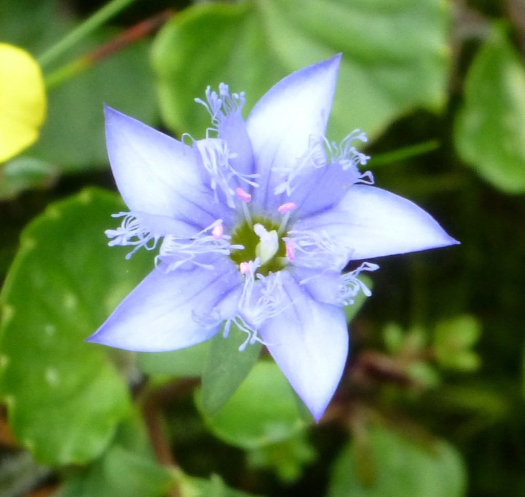 Chondrophylla