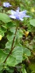 Gentiana recurvata