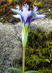 Gentiana recurvata