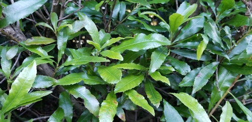 Morella californica