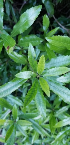 Morella californica