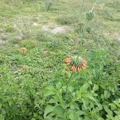 Leonotis nepetifolia image