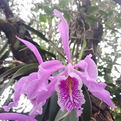 Cattleya maxima