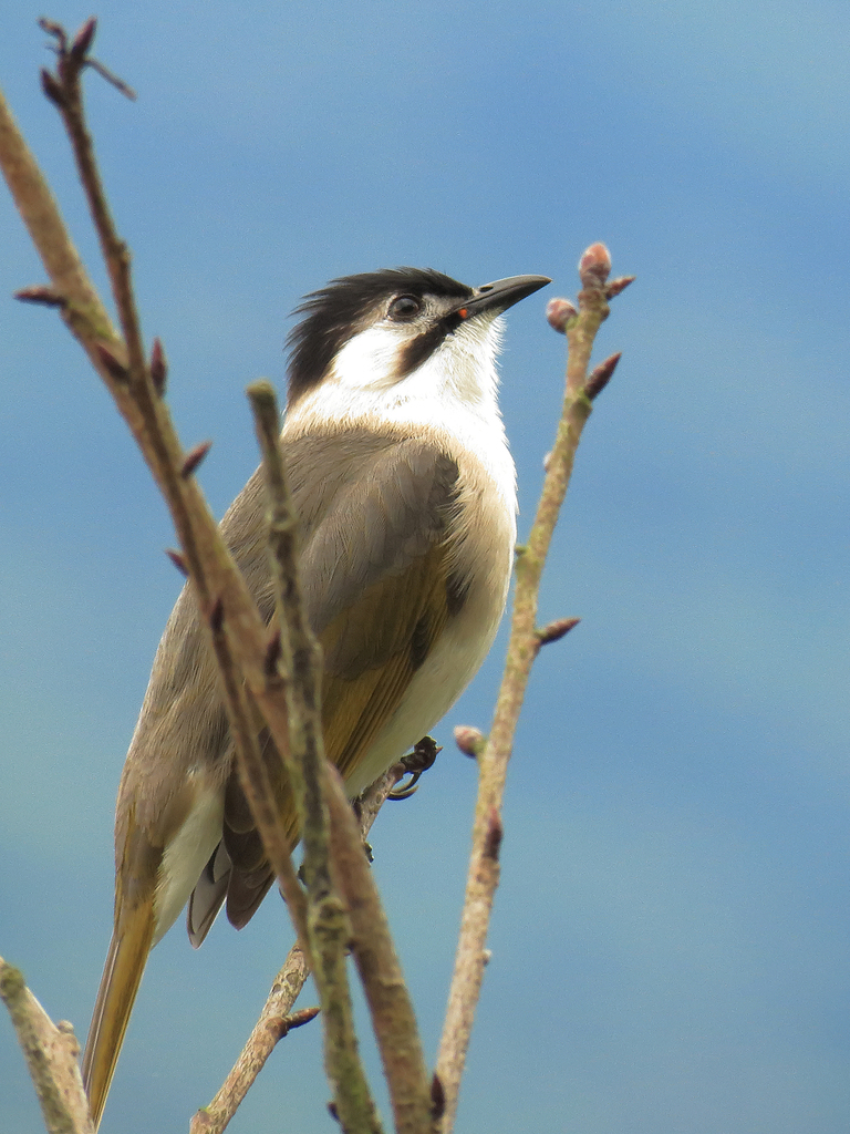 Styan's Bulbul photo