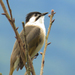 Styan's Bulbul - Photo (c) jacob7349, some rights reserved (CC BY-NC), uploaded by jacob7349