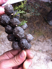 Cupressus abramsiana