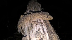 Uroplatus