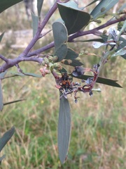 Rhinotia haemoptera