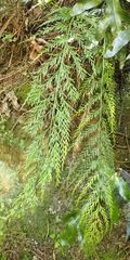 Asplenium appendiculatum