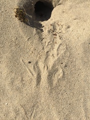 Dipodomys deserti