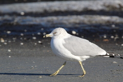 Larus delawarensis