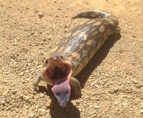 Blotched Bluetongue, photo 2 of 9