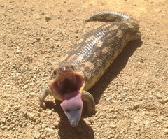 Blotched Blue-Tongued Lizard photo 2