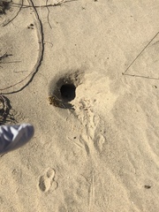 Dipodomys deserti