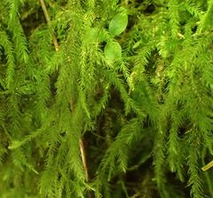 Echinodiopsis hispida