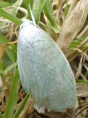 Nymphostola galactina